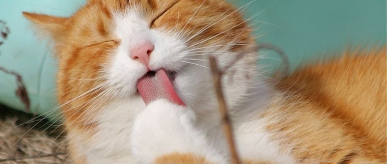 maladies de la peau chat